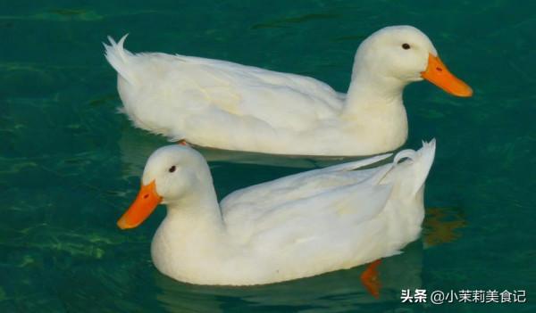 明日霜降,別忘“補嘴空”,這4種肉,營養不燥又解饞,平穩入冬 明日霜降,別忘“補嘴空”,這4種肉,營養不燥又解饞,平穩入冬