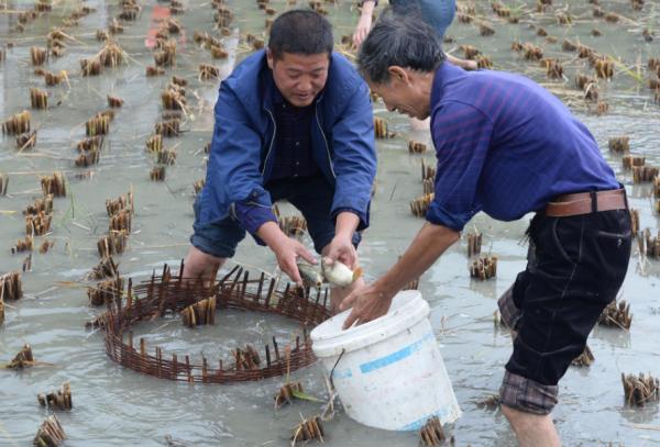 曾經火遍全國的“稻田養魚”,現在為何沒人養了?老農:我太累了 曾經火遍全國的“稻田養魚”,現在為何沒人養了?老農:我太累了