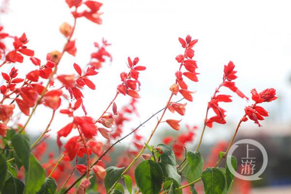 國慶好去處 | 到天坪山 聽聽格桑花開的聲音