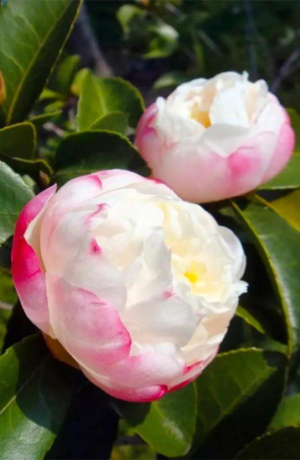 分享：花開並蹄，開得如此燦爛唯美，奇觀美景，令人陶醉