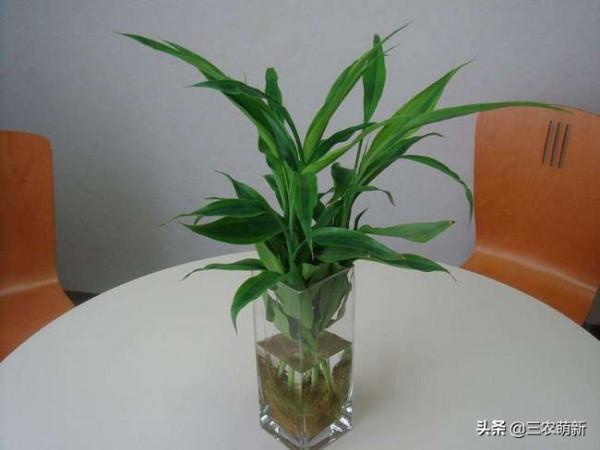 11種&OpenCurlyDoubleQuote;旺宅花&rdquo;愛喝醋，半月1小杯，葉漂亮花開不停