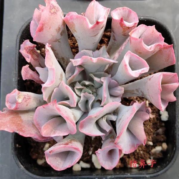 那些醜出天際的多肉