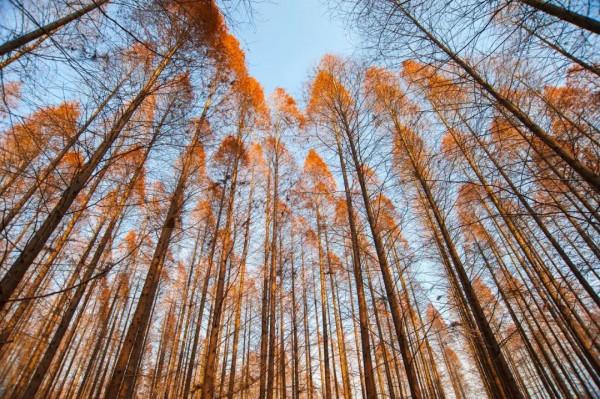 大美臨港丨聽人鯨傳奇、看海天一色、望璀璨星空……這樣的生態寶地，你嚮往嗎？