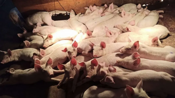 雙胞胎集團&mdash;&mdash;想要控制成本從以下細節做起