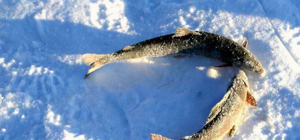 零下71℃！被譽為地球“極寒之地”，奧伊米亞康人是如何生活的？