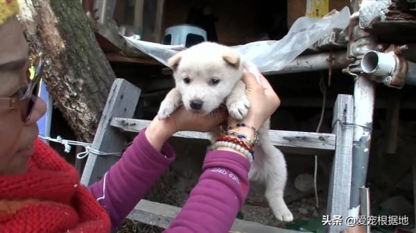 深山裡的狗媽媽，靠施捨艱難度日，為了生存它把小狗送給好心人