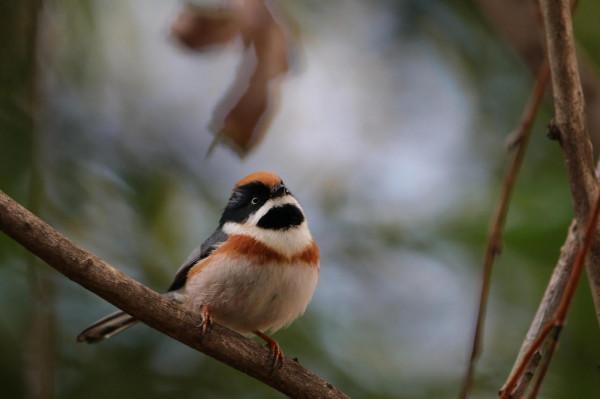 校園裡的鳥 校園裡的鳥