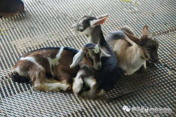 教你如何10元玩轉新加坡