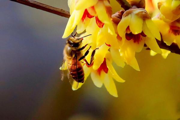北京香山臥佛寺歷年臘梅綻放圖片欣賞