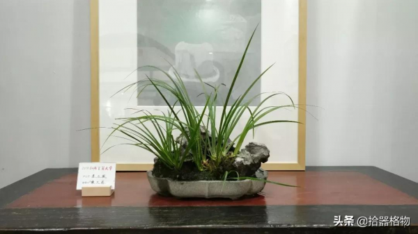 細說菖蒲品種 細說菖蒲品種