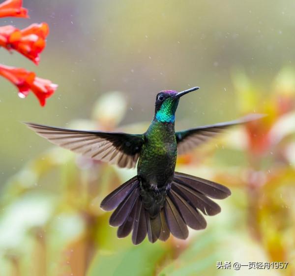 蜂鳥,大自然的精靈 蜂鳥,大自然的精靈