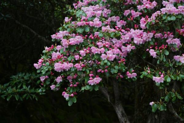 杜鵑花綻放，等你邀約