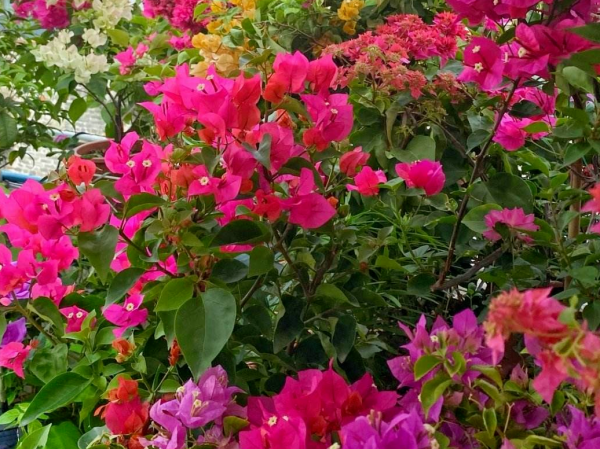 這4種植物，南方遍地都是，北方卻怎麼都養不活