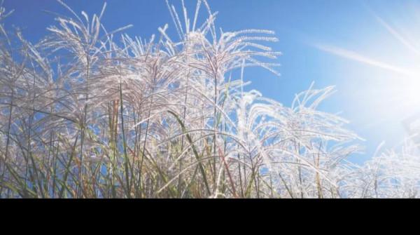雪花飛揚，美景如畫