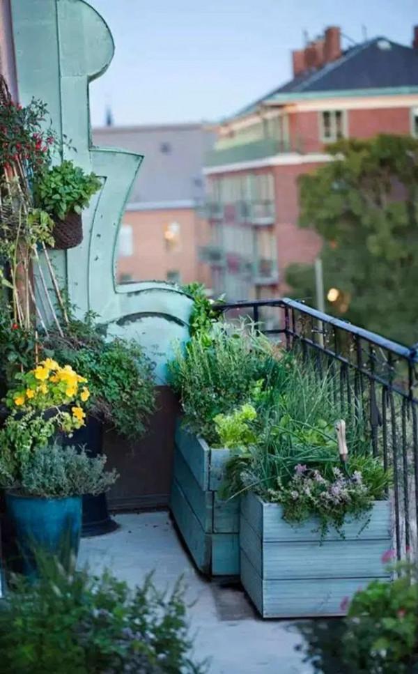 抓住5個關鍵點，確保陽臺盆栽順利過冬，來年盛開更旺更興盛