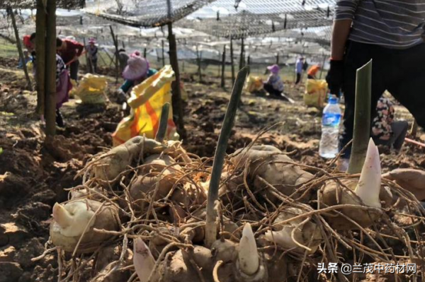 「中藥材市場」雲南昆明市場中藥材價格行情 10月13蘭茂藥材網