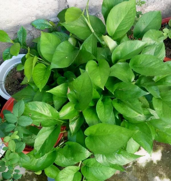 壞掉的“枕頭芯”別扔掉,取出“小黑粒”放花盆,養啥旺啥 壞掉的“枕頭芯”別扔掉,取出“小黑粒”放花盆,養啥旺啥