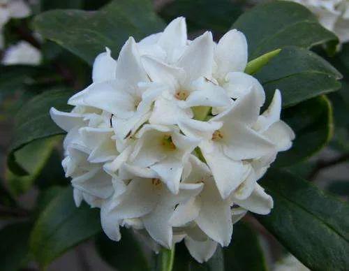 春日繁花圖鑑，帶你觀賞春季常見花卉，愛花的你還不來看看？