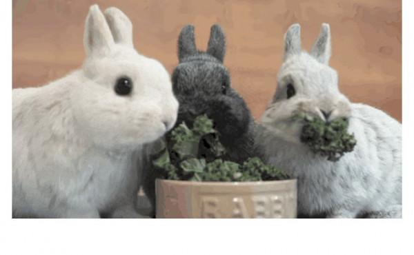 Rabbit's foot可不是“兔子腳”,真正的意思你想不到 Rabbit's foot可不是“兔子腳”,真正的意思你想不到