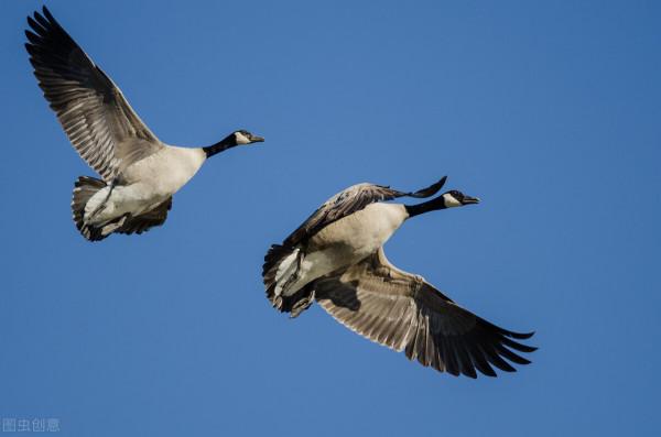 我和大雁來比試七律