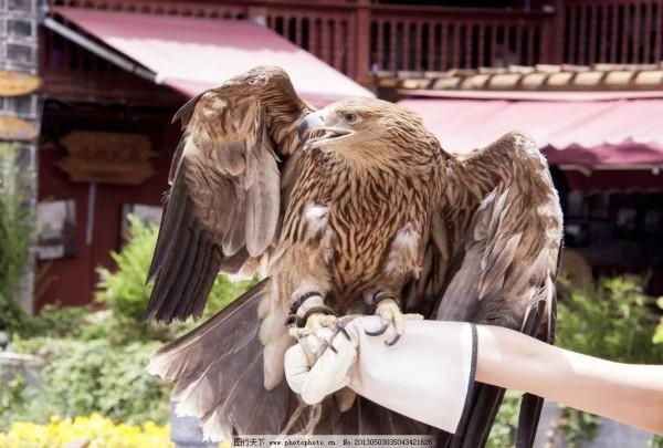 遊隼：鳥類的衝刺冠軍