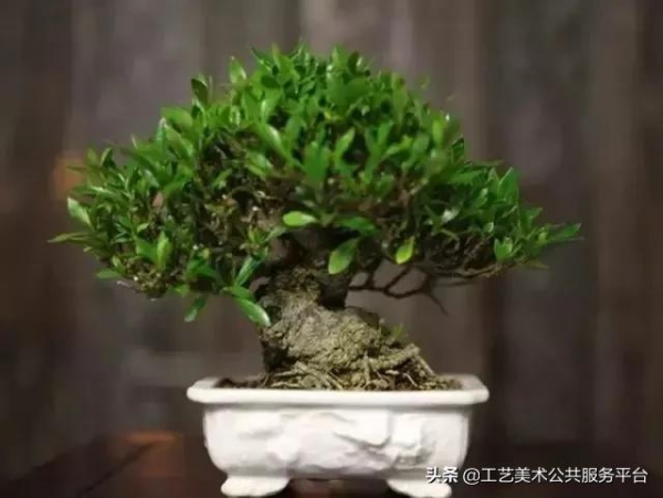 各類常見盆景,所代表的寓意 各類常見盆景,所代表的寓意