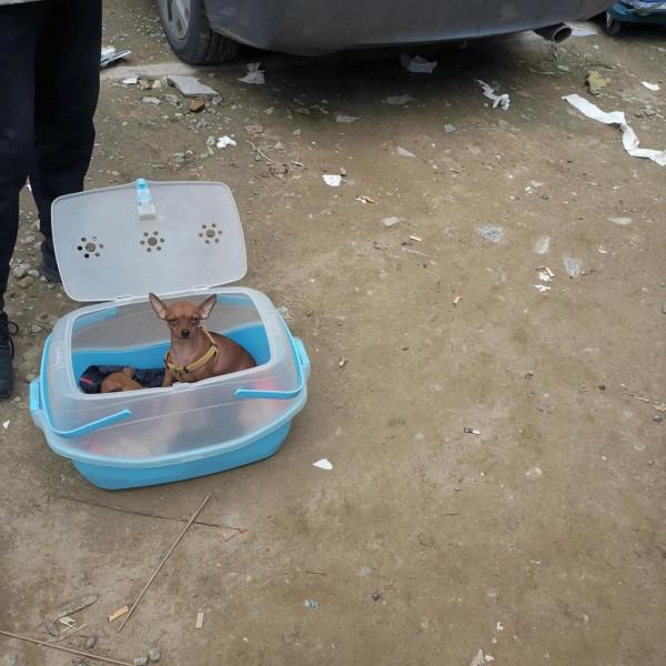 看圖逛街，各種小寵物及珠串