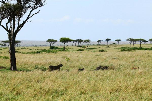 馬賽馬拉的十一遊獵（1）