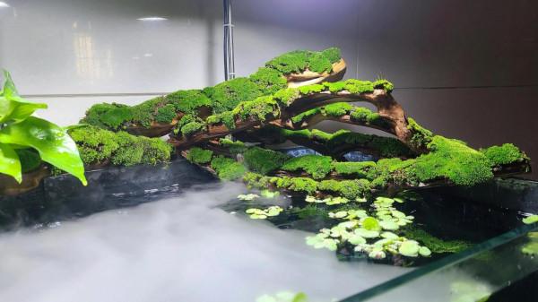 蘭壽金魚、苔蘚、水霧一起碰撞會發生什麼？一個字“美”