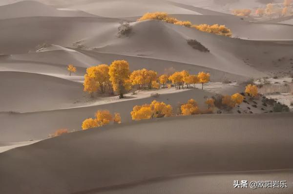 國內這6個地方的胡楊林，美得無法無天！此生一定要去看一次