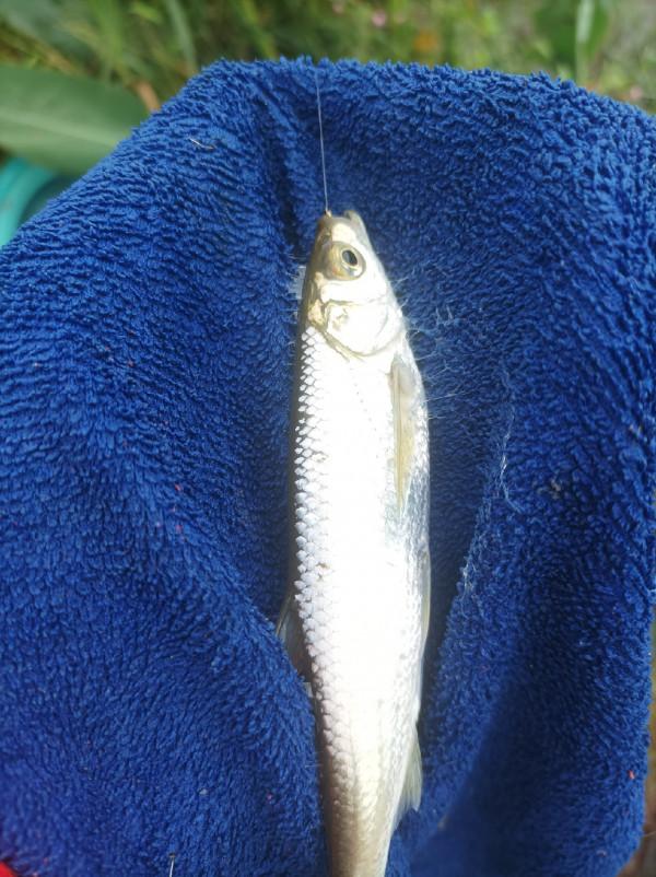 庫釣時被李大爺“欺騙”,釣了兩條鯽魚撿了兩枚鴨蛋,白條倒是連竿了 庫釣時被李大爺“欺騙”,釣了兩條鯽魚撿了兩枚鴨蛋,白條倒是連竿了