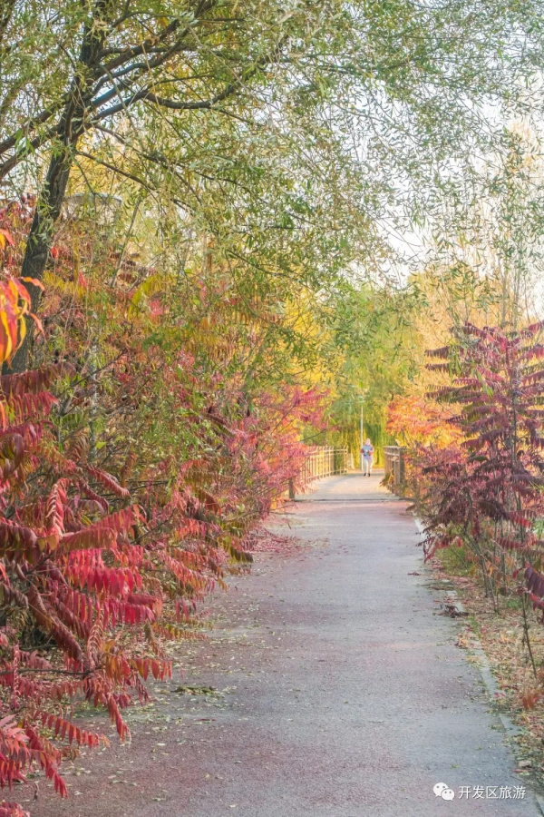 落葉知晚秋 開發區美景入眼簾