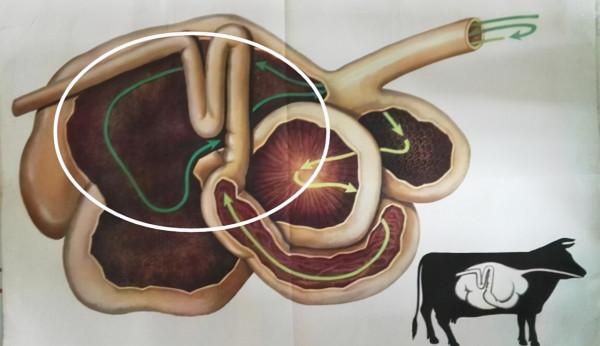 為什麼要在牛身上開個洞，還經常伸手進去掏，難道它們不會痛嗎？