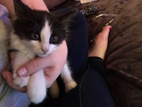 老貓去世前的一個月,流浪小貓闖進家門,主人:它在繼續守護我 老貓去世前的一個月,流浪小貓闖進家門,主人:它在繼續守護我