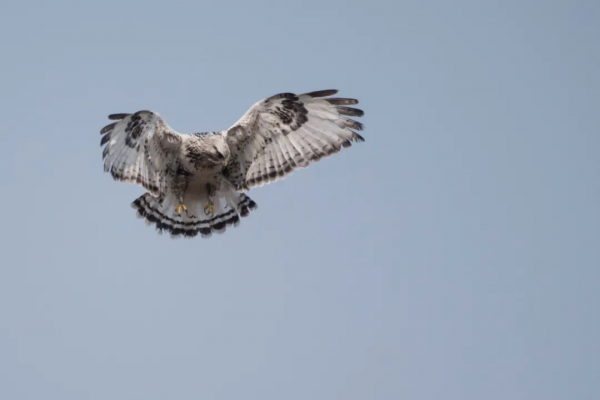 北京罕見的毛腳鵟 北京罕見的毛腳鵟
