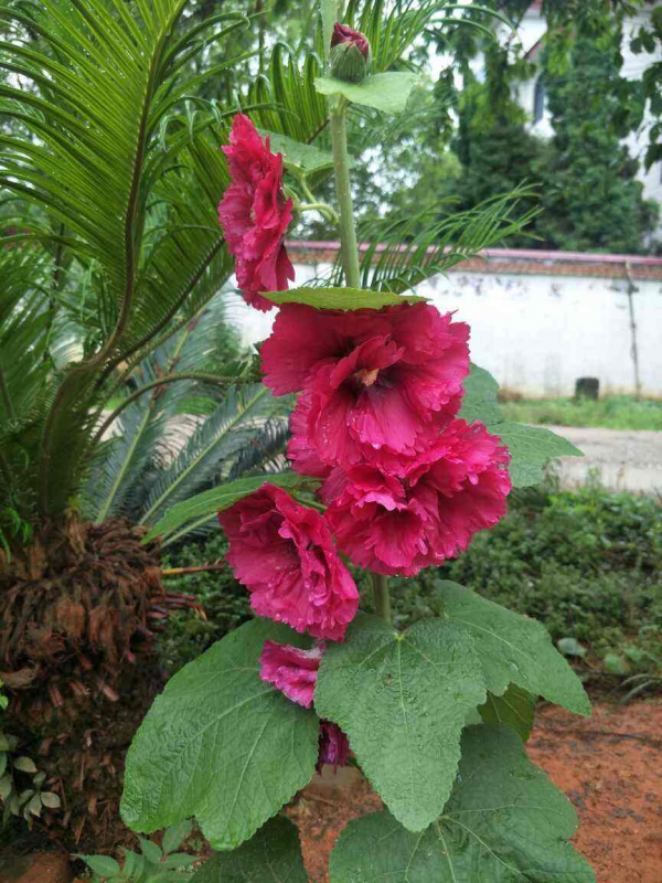 甄嬛傳華妃口中的“一丈紅”，其實就是蜀葵，開花豔麗多彩花期長