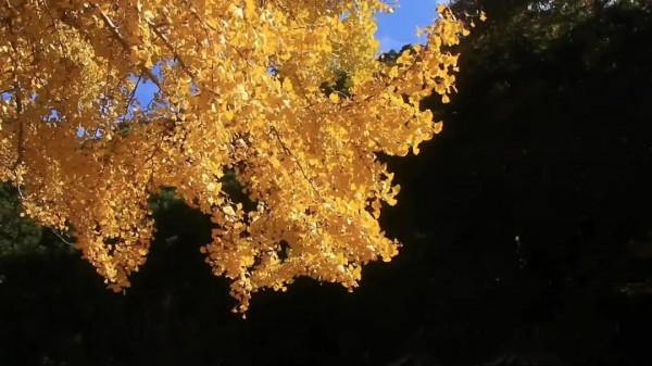 民間故事：黃鼠狼抬花轎，被大蛇攔住，黃鼠狼說：給你酒喝