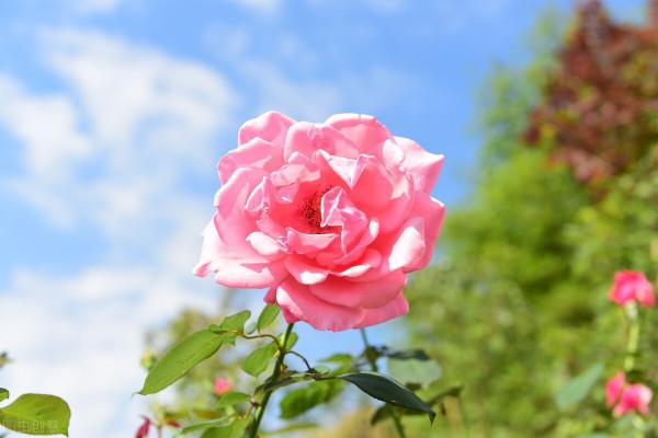 在家中養殖月季花,如何做到月月開花?很簡單 在家中養殖月季花,如何做到月月開花?很簡單
