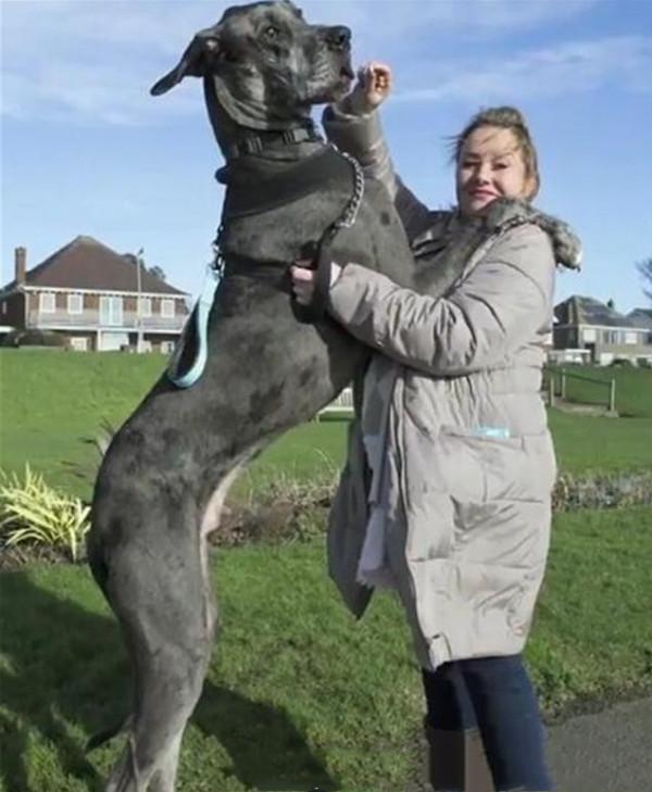 國外女子養了只“巨型犬”,站著高達2.3米,因為它至今仍然單身 國外女子養了只“巨型犬”,站著高達2.3米,因為它至今仍然單身