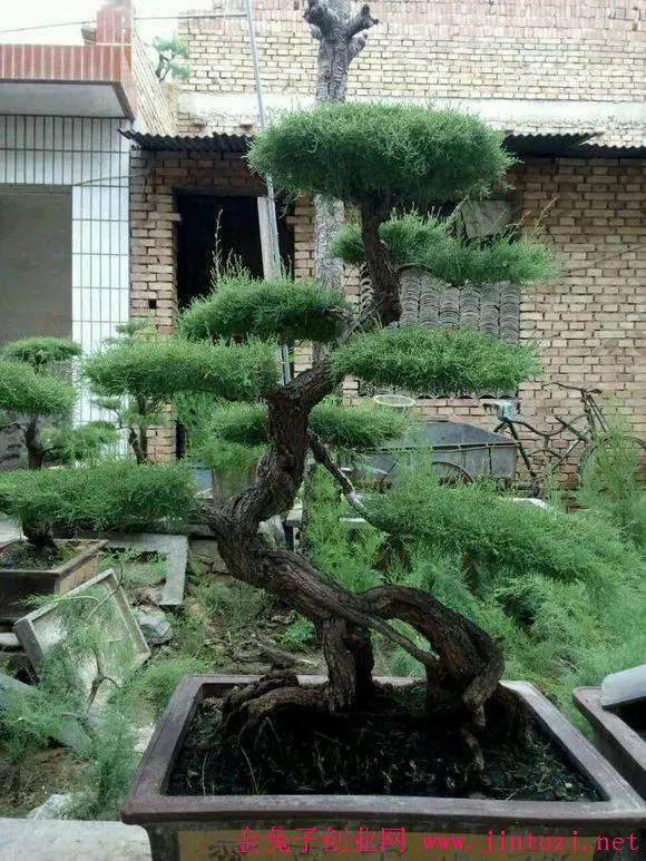 多肉盆栽，蝴蝶蘭多樣亮麗鮮豔