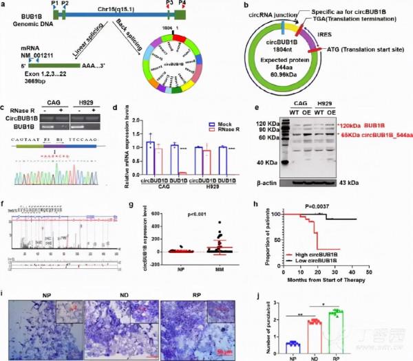 circRNA會影響你染色體穩定嗎？——來看看這個