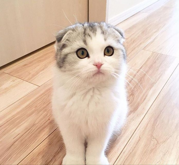 這些貓咪“壽命”很短，還有活不到10年的