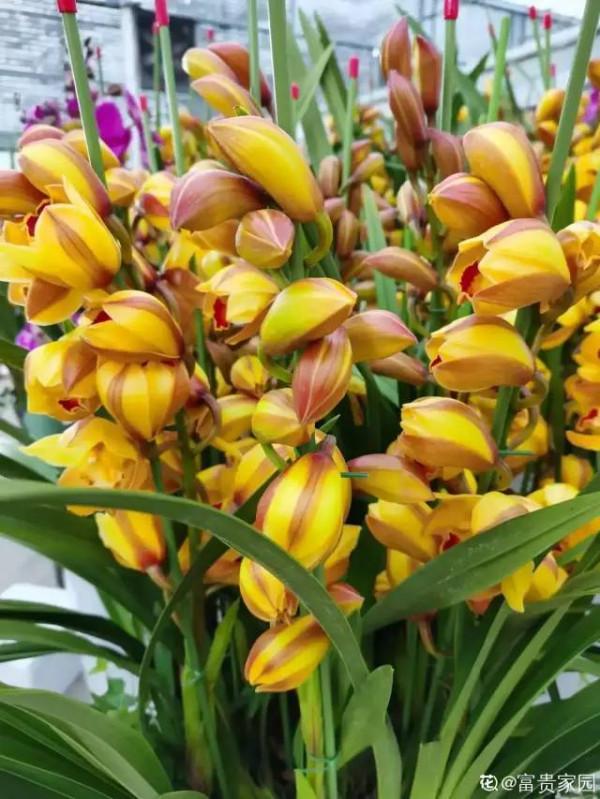 花600塊買的大花蕙蘭，掉個苞20塊錢沒了，心疼···