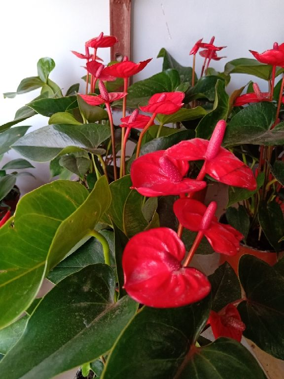 6種“勞模花”，四季花不斷，家裡養一盆，開花200天