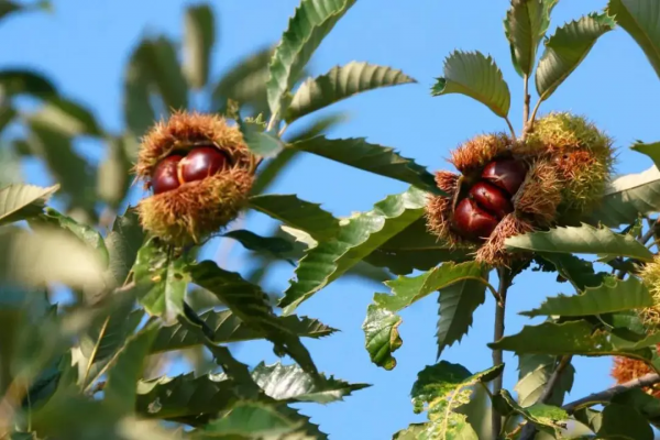 【玩轉懷柔】2021懷柔賞秋攻略出爐！一個字，絕！