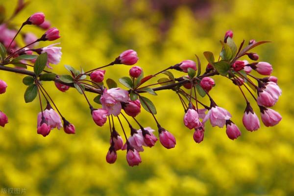 “海棠三姐妹”的繁殖與栽培管理