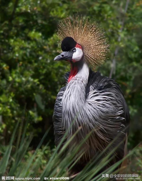 分享&mdash;&mdash;珍貴的稀有鳥類