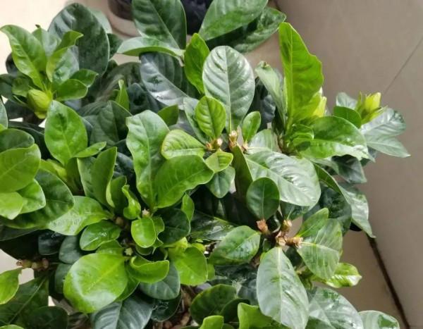 三角梅剪 一剪,搬出去曬曬,呼呼爆花 三角梅剪 一剪,搬出去曬曬,呼呼爆花