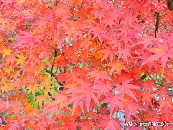上海花開海上深秋的賞楓之行,醉美楓葉皆秋意,霜葉紅於二月花 上海花開海上深秋的賞楓之行,醉美楓葉皆秋意,霜葉紅於二月花