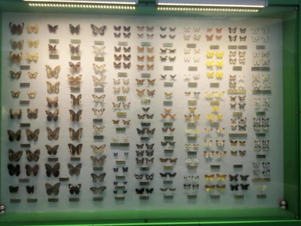 深秋的蝴蝶 深秋的蝴蝶